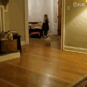 小女孩看到梦寐以求的小金毛后，这反响...把狗都吓懵了！-2.gif