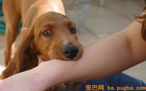 男孩被狗舔伤口40天后狂犬病死亡？专家：跟这只狗不妨！-6.jpeg