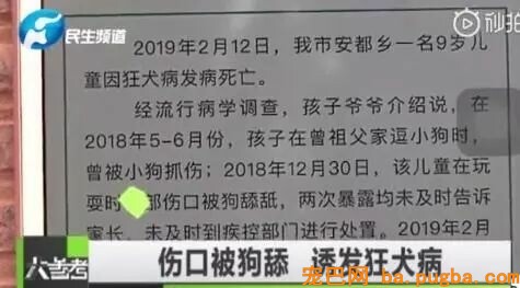 男孩被狗舔伤口40天后狂犬病死亡？专家：跟这只狗不妨！-2.jpeg
