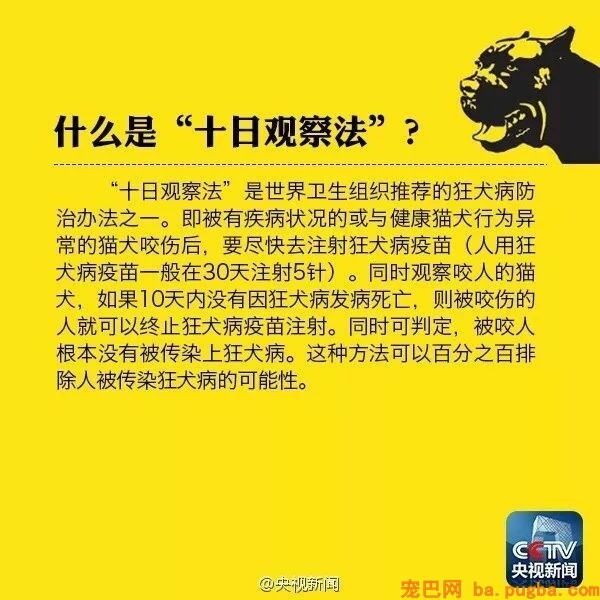 男孩被狗舔伤口40天后狂犬病死亡？专家：跟这只狗不妨！-3.jpeg