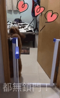 狗子抓门框求救“快放我出去”，铲屎官傻眼：这门开着呢...-2.gif