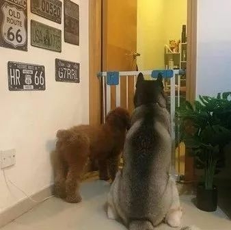 狗子抓门框求救“快放我出去”，铲屎官傻眼：这门开着呢...-4.jpeg