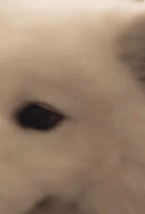 妹子想牵男友的手被甩开，旁边的萨摩耶看到后……-3.gif