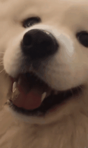 妹子想牵男友的手被甩开，旁边的萨摩耶看到后……-5.gif