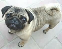 pug