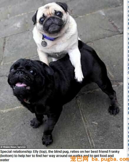 blind pug.jpg