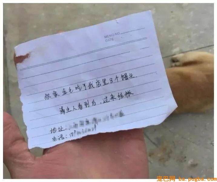 金毛本人跑没影，回来的时候脑袋上贴了张字条，主人看完笑喷！-3.jpeg