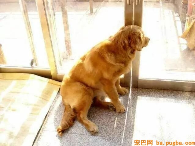 金毛本人跑没影，回来的时候脑袋上贴了张字条，主人看完笑喷！-5.jpeg