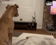 4个月大的狗狗看狮子王，情到深处竟然看哭了：辛巴没爸爸了...-1.gif