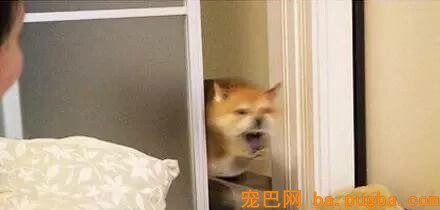 一把屎一把尿的把狗狗拉扯大，我容易嘛！-4.jpeg