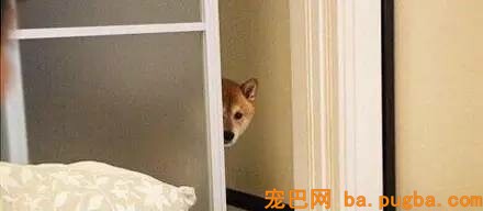 一把屎一把尿的把狗狗拉扯大，我容易嘛！-3.jpeg