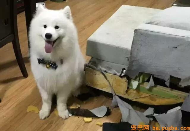一把屎一把尿的把狗狗拉扯大，我容易嘛！-9.jpeg