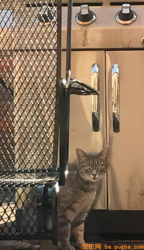 不知道狗狗已经离世，猫伙伴一年来坚持每天来找它......-2.jpeg