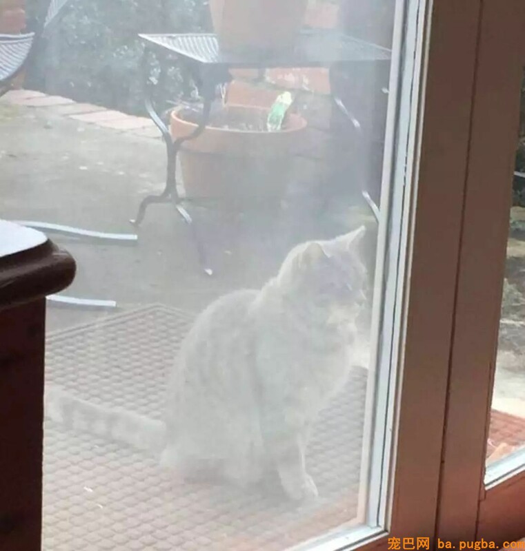 不知道狗狗已经离世，猫伙伴一年来坚持每天来找它......-4.jpeg