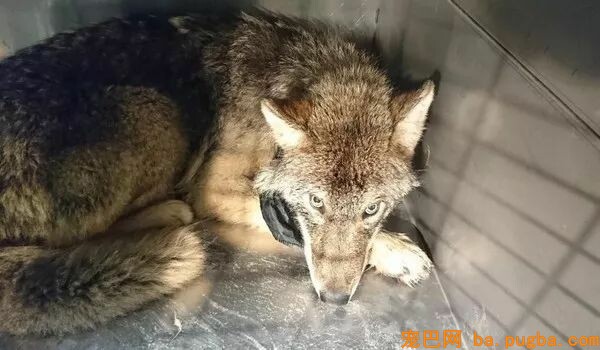 看灰狗被困冰水，三人心软救起送医，可专家：这不是狗...-1.jpeg