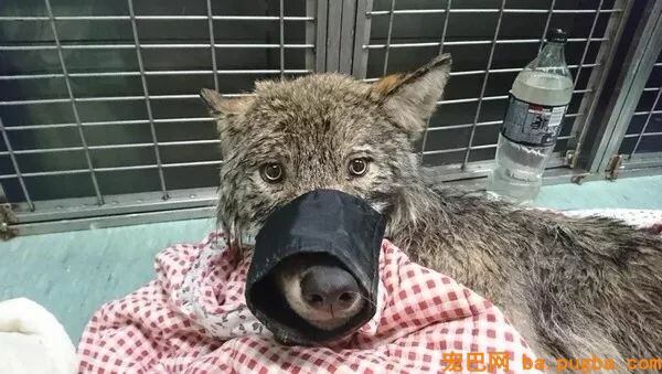 看灰狗被困冰水，三人心软救起送医，可专家：这不是狗...-4.jpeg