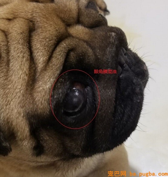 狗狗眼角膜混浊
