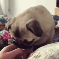 为了买狗，他们找到了我们客服……-4.gif