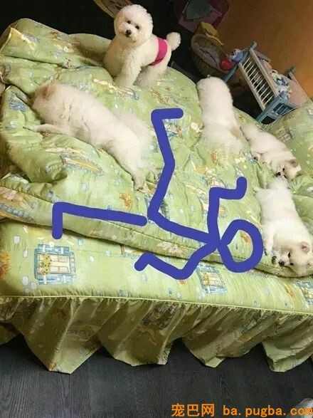 五只狗狗把床占满了，铲屎官吐槽本人没地睡，网友支招笑喷了！-2.jpeg