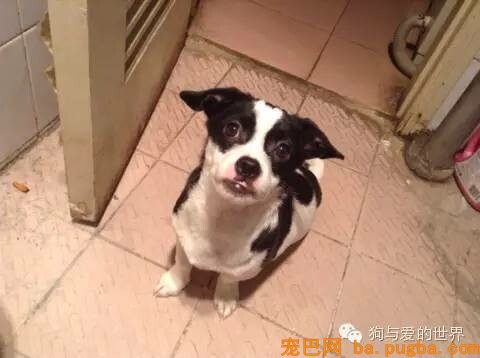 养了宠物你还想安静沉着僻静的上厕所？做梦！-4.jpeg