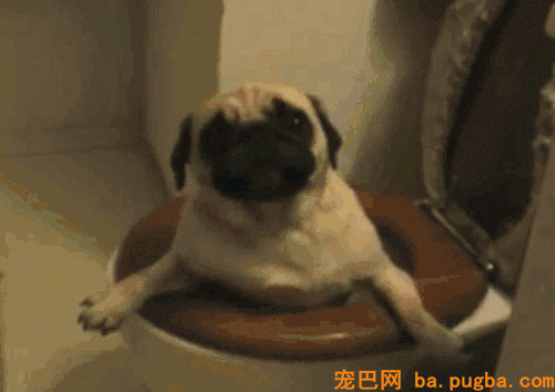 养了宠物你还想安静沉着僻静的上厕所？做梦！-11.gif