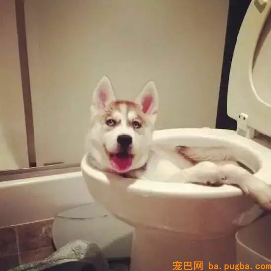 养了宠物你还想安静沉着僻静的上厕所？做梦！-9.jpeg