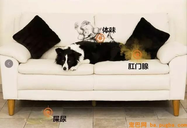 养了宠物你还想安静沉着僻静的上厕所？做梦！-14.jpeg