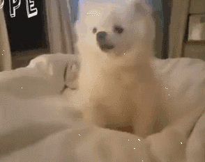 养了宠物你还想安静沉着僻静的上厕所？做梦！-16.gif