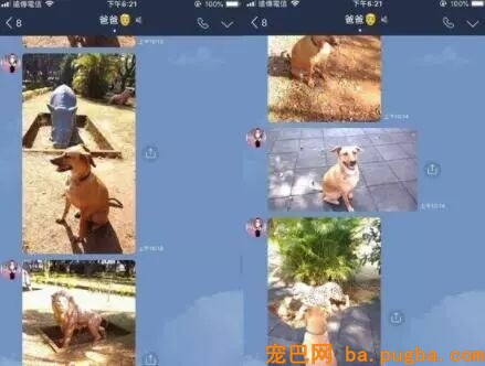 让爸爸辅佐赐顾帮衬几天狗，成果从不发微信的他……-2.jpeg