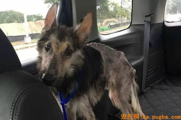 妹子拣了坨“烂肉”回家，没想到四个月后……奇迹呈现了！-2.jpeg