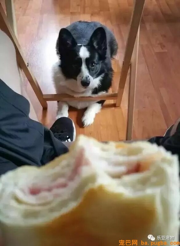 自从养了狗狗，吃零食都得偷偷摸摸……-2.jpeg
