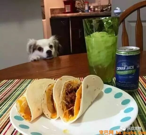 自从养了狗狗，吃零食都得偷偷摸摸……-6.jpeg