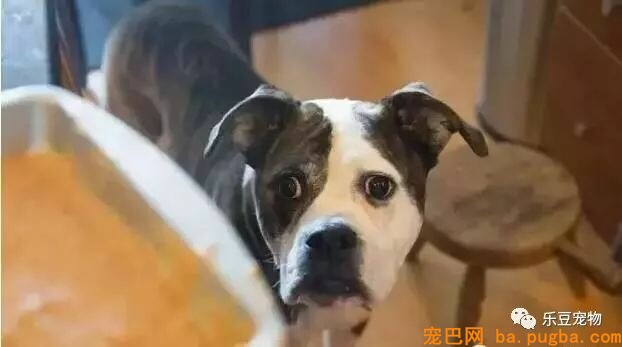 自从养了狗狗，吃零食都得偷偷摸摸……-8.jpeg