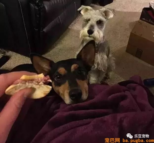 自从养了狗狗，吃零食都得偷偷摸摸……-10.jpeg
