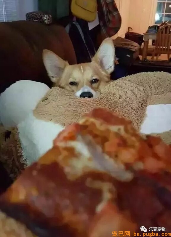 自从养了狗狗，吃零食都得偷偷摸摸……-13.jpeg