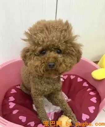 给小泰迪留了个爆炸头，此日心血来潮给扎了个小辫子，成果...-3.jpeg