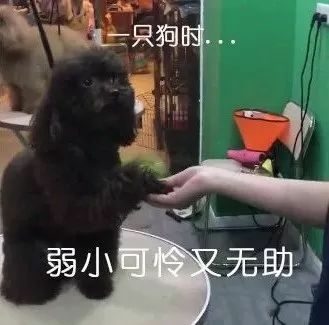 在美容店超乖巧，可一看到主人霎时翻脸：剪我毛的，劳资忍你很久了！-2.jpeg