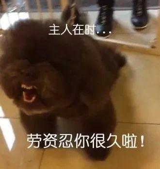 在美容店超乖巧，可一看到主人霎时翻脸：剪我毛的，劳资忍你很久了！-3.jpeg