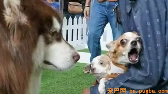 在美容店超乖巧，可一看到主人霎时翻脸：剪我毛的，劳资忍你很久了！-13.jpeg