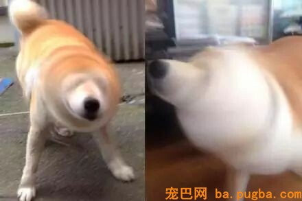 养狗千日用狗一时，铲屎的你家还缺电钻电扇啥的吗？-6.jpeg