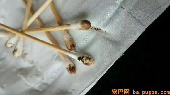 养狗千日用狗一时，铲屎的你家还缺电钻电扇啥的吗？-11.jpeg