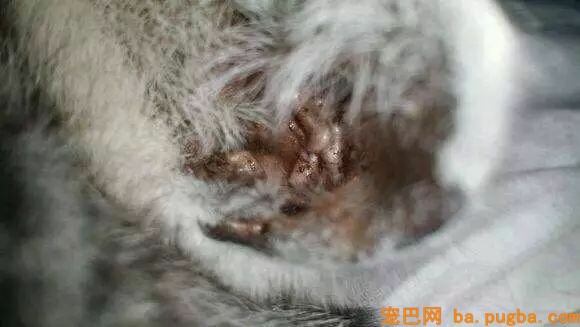养狗千日用狗一时，铲屎的你家还缺电钻电扇啥的吗？-14.jpeg