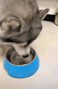 说出来你可能不信，哈士奇和二哈是两个品种！-1.gif