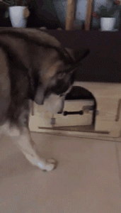 说出来你可能不信，哈士奇和二哈是两个品种！-4.gif