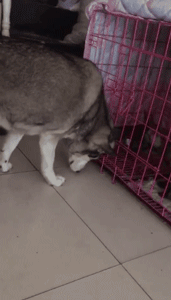 说出来你可能不信，哈士奇和二哈是两个品种！-5.gif