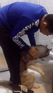 说出来你可能不信，哈士奇和二哈是两个品种！-6.gif