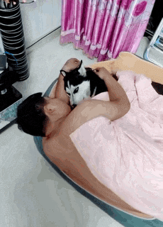 说出来你可能不信，哈士奇和二哈是两个品种！-8.gif