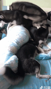 说出来你可能不信，哈士奇和二哈是两个品种！-10.gif