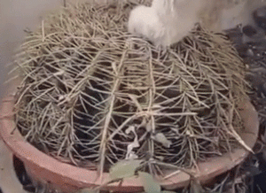 说出来你可能不信，哈士奇和二哈是两个品种！-15.gif