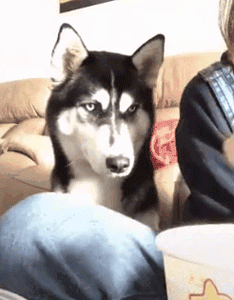 说出来你可能不信，哈士奇和二哈是两个品种！-14.gif